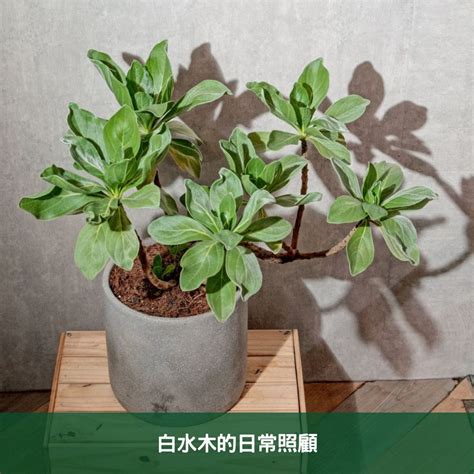 白水木照顧|白水木如何塑型？白水木照顧指南：風水擺放、修剪方。